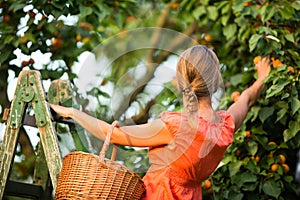 Pretty, young woman picking apricots lit