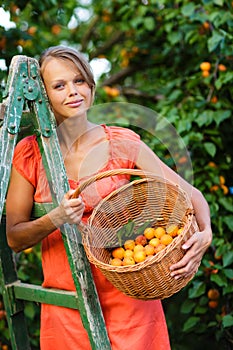 Pretty, young woman picking apricots lit