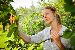 Pretty, young woman picking apricots lit