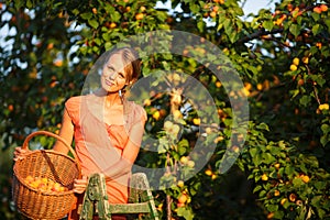 Pretty, young woman picking apricots lit