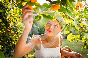 Pretty, young woman picking apricots lit