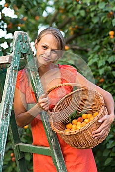 Pretty, young woman picking apricots lit