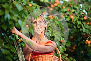 Pretty, young woman picking apricots lit by warm summer evening