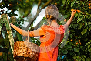 Pretty, young woman picking apricots lit by warm summer evening