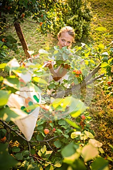 Pretty, young woman picking apricots lit by warm summer evening light