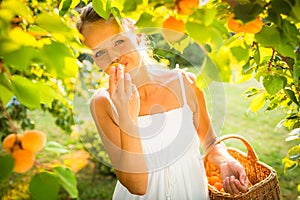 Pretty, young woman picking apricots lit