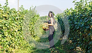 Pretty young woman picking grapes in vineyard