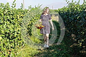 Pretty young woman picking grapes in vineyard