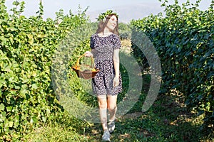 Pretty young woman picking grapes in vineyard