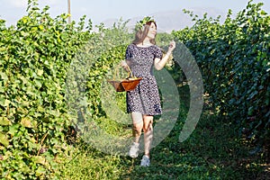 Pretty young woman picking grapes in vineyard