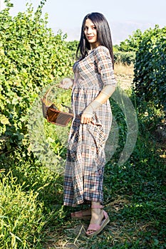 Pretty young woman picking grapes in vineyard