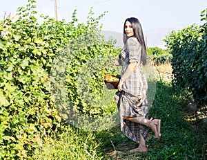 Pretty young woman picking grapes in vineyard