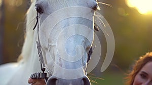 Pretty young woman in red dress caressing graceful white horse at sunset. Harness, Muzzle horse, mane. Woman`s hand