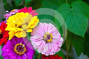 Pretty Zinna Flowers Bunch on side of photo with green grape leaves as background and copy space.  It`s a Horizontal photo with s