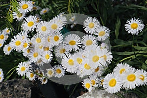 Prettybunch of yellow White flower chamomile wild growing