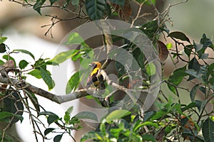 Preuss`s Weaver in Ghana