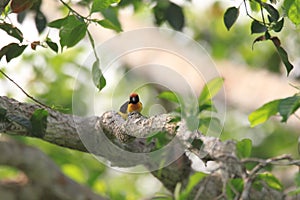 Preuss`s Weaver in Ghana photo