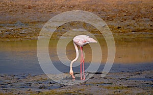Prevalently pink plumage flamingo searching food in the mud of Ras al Khor sunctuary