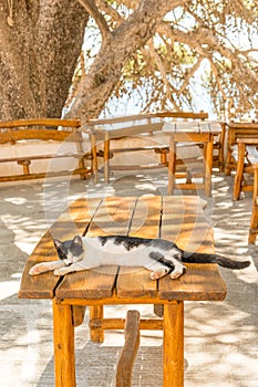 Preveli monastery garden