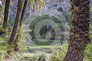 Preveli, palm grove