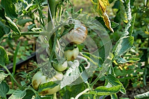 Prevention of pests and diseases affecting tomato plants.