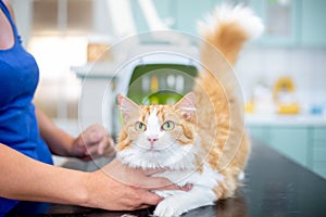 Preventive control of a cat in the veterinary clinic, vet concept
