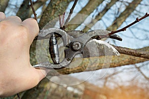 Preventive pruning or cleaning of apricot branches with pruning shears in the hands of a gardener. Early spring garden care