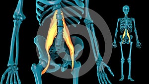 Prevertebral muscle - 3D model