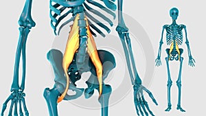 Prevertebral muscle on a white background - 3D model