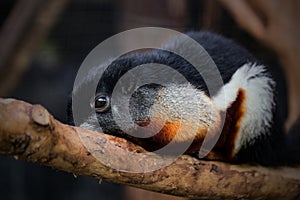 Prevost\'s squirrel (Callosciurus prevostii) on a tree