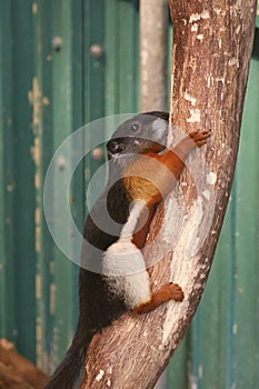 A Prevost squirrel running around in some trees