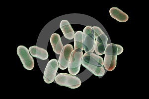 Prevotella bacteria, 3D illustration. Gram-negative anaerobic bacteria, cause anaerobic infections of respiratory tract