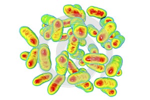 Prevotella copri bacteria illustration