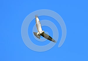 Prey Goshawk Flying Bird.Hawk on the wing.