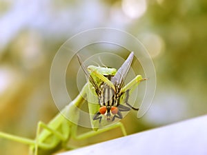 The Prey mantis and the fly