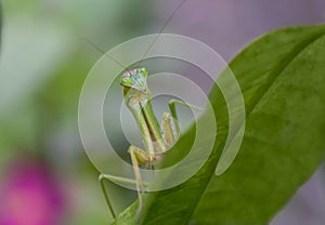 Prey mantis on the hunt