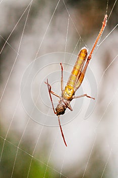 Prey of a Wasp Spider