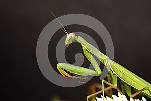 Preying Mantis