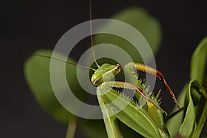 Preying Mantis 3