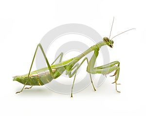 Preying Mantis Insect