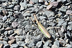 Preying Mantis on a Bunch of Stones