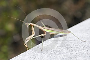 Preying Mantis