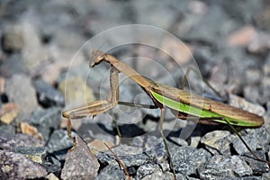 Preying Mantis Close Up with Green Under His Wing