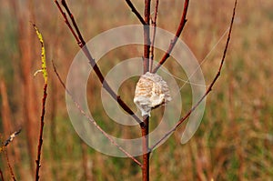 Preying mantis egg case on willow tree branch.