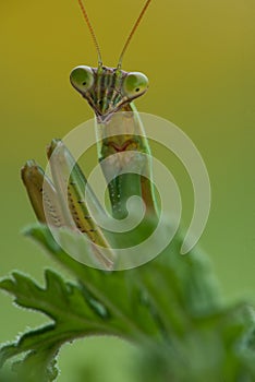 A Preying Mantis Eyes its Prey photo