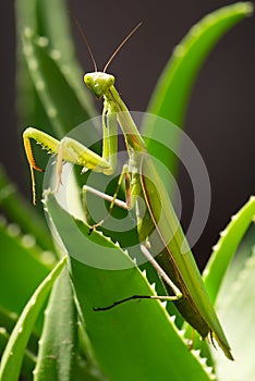 Preying Mantis Insect on a green plant