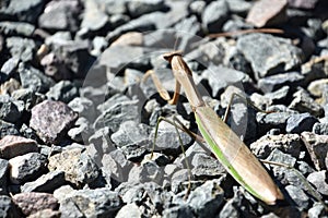 Preying Mantis Insect on Grey Stones