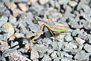 Preying Mantis Insect with a Triangular Shaped Head