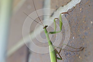 Preying Mantis on the prowl on a brick background