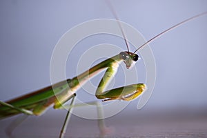 Preying mantis smling